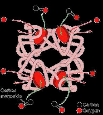TOXICITA CO Vazba CO na hemoproteiny hemoglobin, myoglobin, mitochondriální cytochromy COHb až 240 silnější
