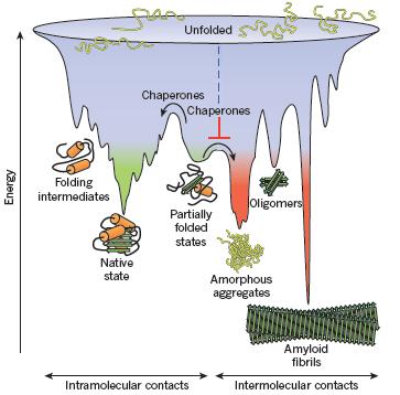 Protein folding The surface free-energy changes of proteins during their moving towards the native state.