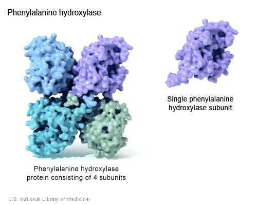 Fenylalaninhydroxyláza (PAH) Fenylalaninhydroxyláza enzym obsahující tři funkční domény: N-koncová regulační doména katalytická doména C-koncová oligomerizační