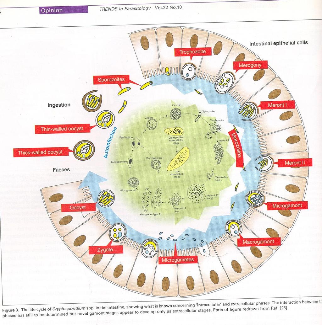 Cryptospodium