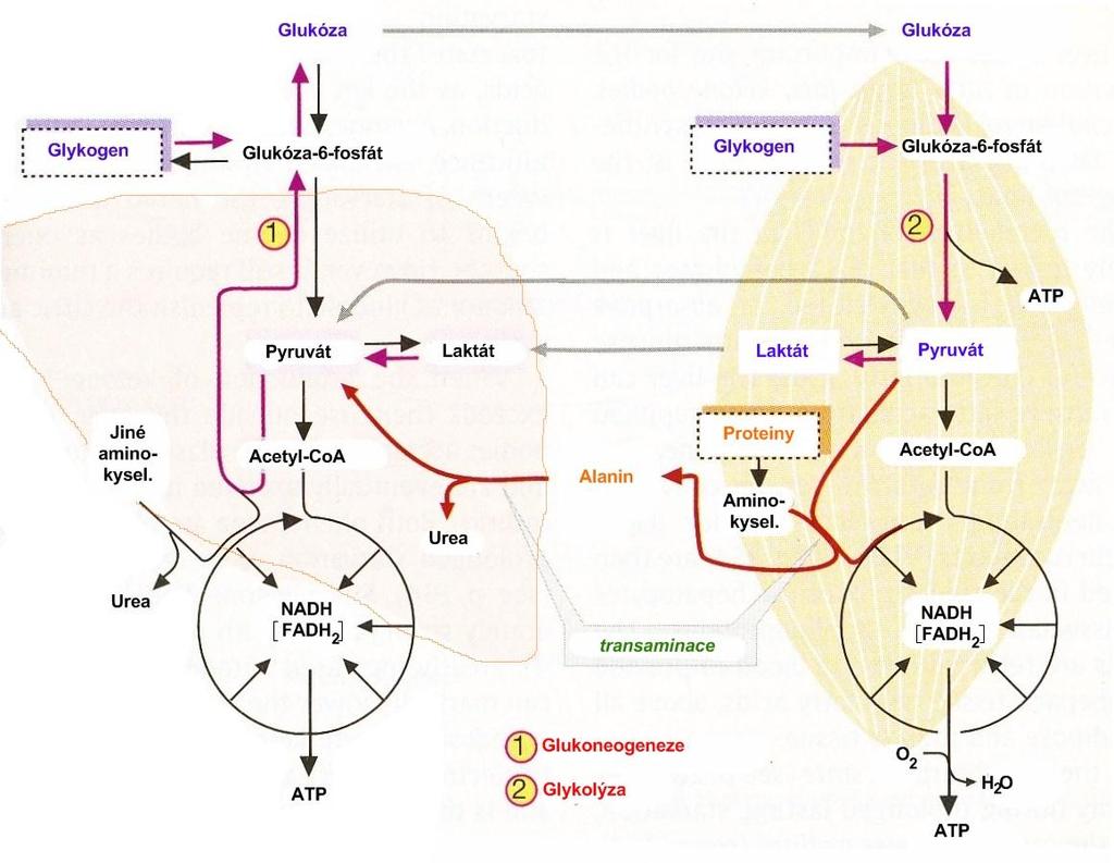 Coriho a alaninový cyklus Coriho cyklus: Laktát (anaerobní glykolysa) -transportován do jater -konvertován na glukosu (glukoneogenese, ATP) Glukosa na místo spotřeby Alaninový