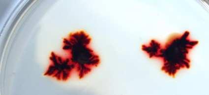 corporis reflexní hyfy, červené kolonie PDA T.