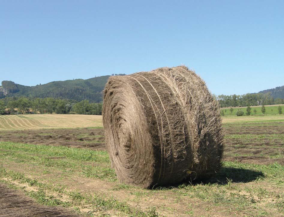 19 Svinování