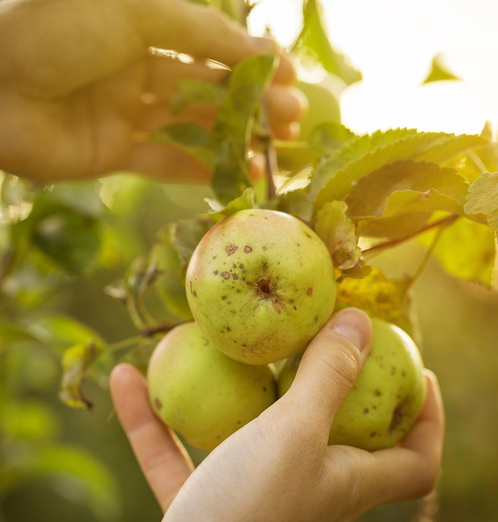 Zpráva je složena z následujících částí: Část 1 Situace zemědělství v Evropě s důrazem na partnerské země projektu CO-FARM. Část 2 Přehled činností v rámci spolupráce.