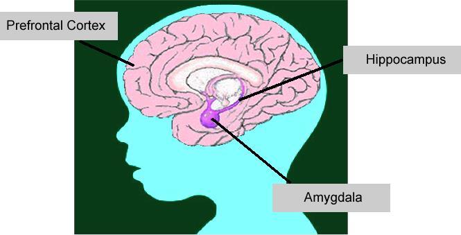 OCHRANNÉ FAKTORY POJMENOVÁVÁNÍ EMOCÍ Dopad pojmenovávání emocí fmri poukazuje na vztahy mezi pojmenováním emocí a: Zklidňující odezvou v amygdale Amygdala hraje hlavní roli v našem citovém vnímání a