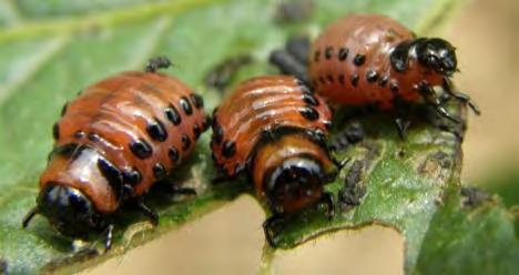 Mandelinka bramborová (Leptinotarsa decemlineata) Mandelinka bramborová se vyznačuje