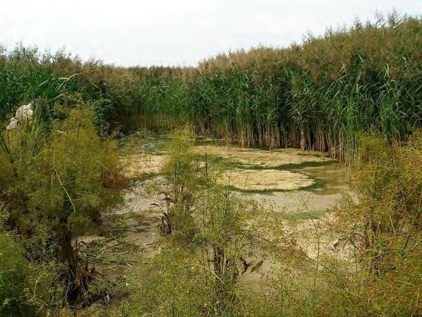 35: mělká nádrž zarůstající mohutným porostem rákosu, na otevřené vysychající ploše Potamogeton natans a kolonie Chara vulgaris, od středu usychající a jen na