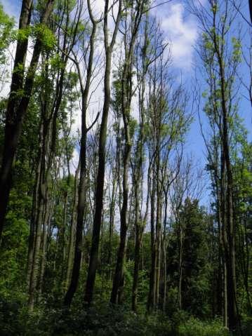 Invazní patogeny dřevin v ČR, jejich naturalizace a předpokládaný dopad v krajině E.