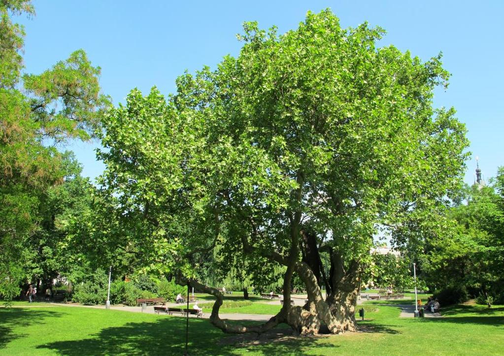 strom, různé druhy, výška až 30m Proč tam