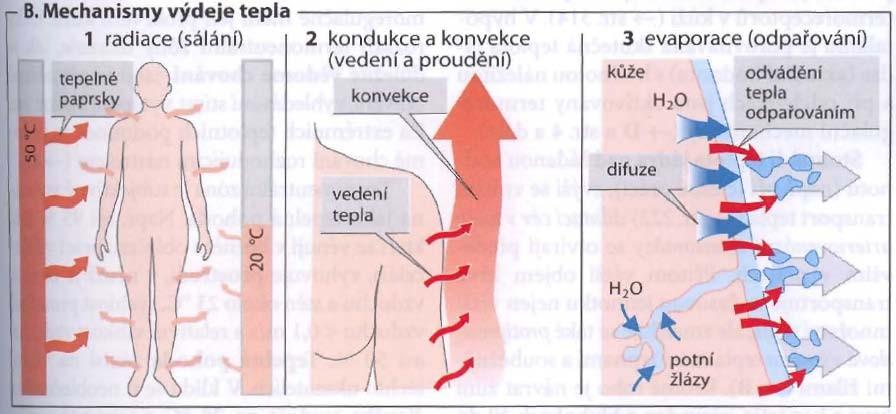 je tepelný tok prouděním (konvekcí) [W] je tepelný tok sáláním (radiací) [W] je tepelný tok odváděný dýcháním [W] je tepelný tok vyvolaný vypařováním [W] je tepelný tok akumulovaný v těle [W] Pokud