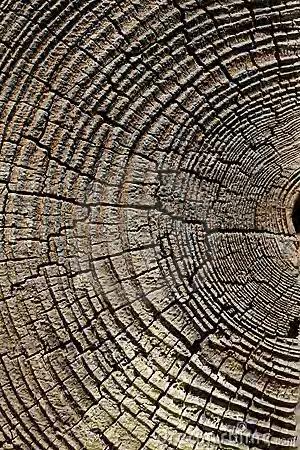 Dendrochronologie metoda datování dřeva založená na analýze šířek letokruhu Dendroarchaeologie