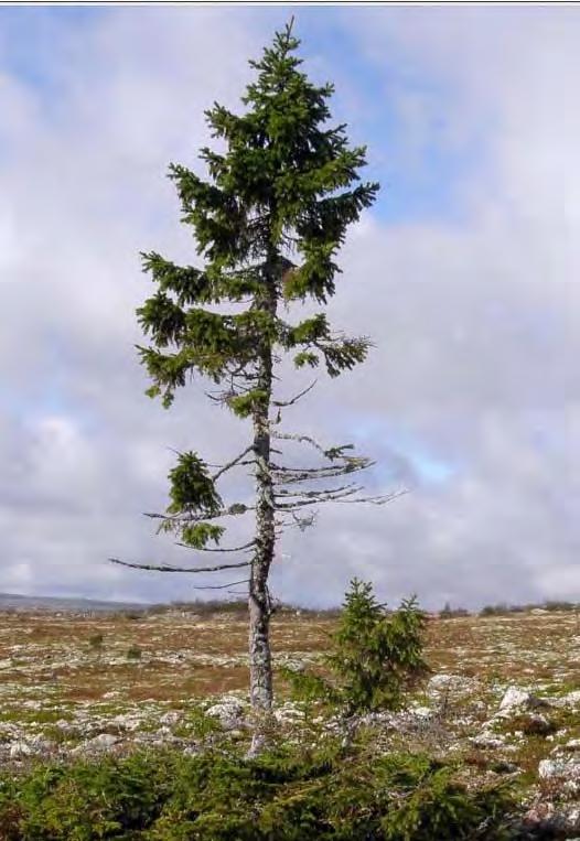 Dosah určený fyzickým stářím stromů?