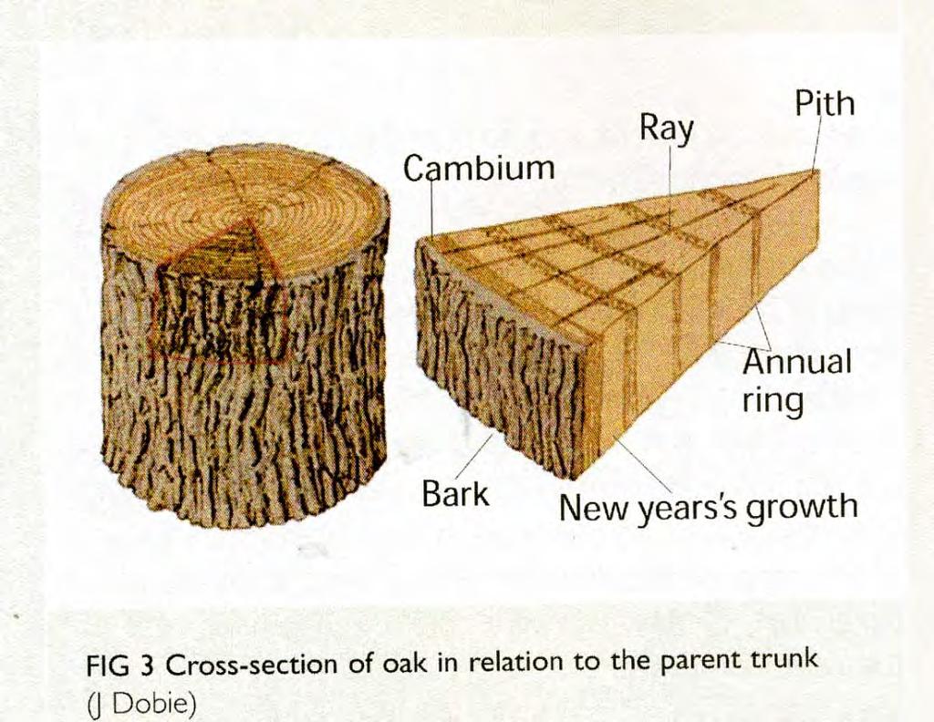 Růst dřeva Dřeň (pith)