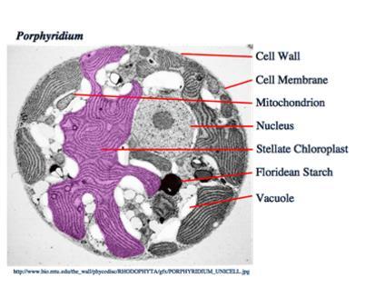 RED ALGAL CHLOROPLAST (RHODOPLAST)