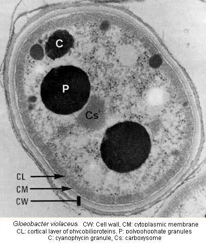 THYLAKOIDY typ Gloeobacter violaceus bez