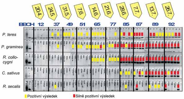 Tab. 2: Průměrné hodnoty a variability hodnocení IN chorob pat stébel u jarního a ozimého ječmene (2009 2011) Odrůda/linie Forma 1) Stát původu Typ zrna 2) Typ klasu 3) Počet měření ø IN 4) V 5), %