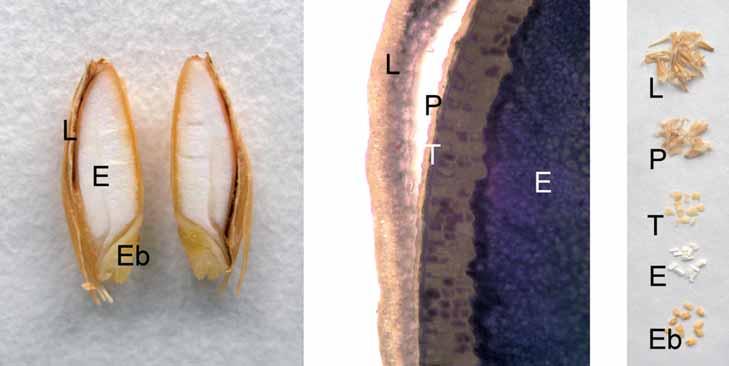 Umístění původců osivem přenosných chorob v obilce ječmene /Location of barley seed borne pathogens in cariopsis/ Matušinsky, P., Tvarůžek, L. Agrotest fyto, s.r.o. Havlíčkova 2787, 767 01 Kroměříž Souhrn Cílem práce bylo prokázat umístění vybraných osivem přenosných patogenů v obilkách ječmene.