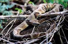 104 Hlavná téma tohoto hada puff adder.