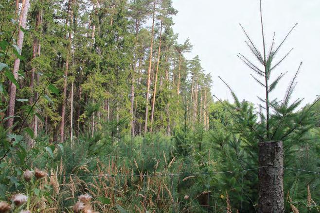 5K) Příklad kombinované obnovy výsadba