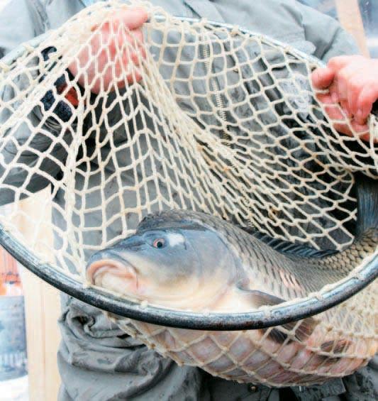6 x BRUNTÁLSKÝ A KRNOVSKÝ DENÍK x extra Kapry bychom měli nakupovat za podobné ceny jako loni Proti loňsku neočekáváme zdražení. A pokud ano, pak jen o pár korun.
