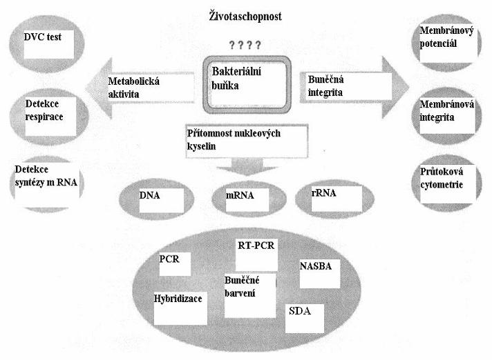 Obr. 1 Schematické znázornění detekce