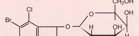 β-galaktozidáza test založen na spektrofotometrické detekci
