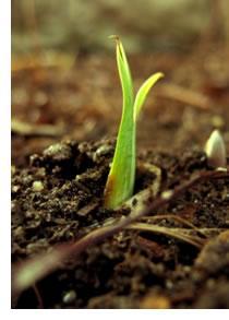 Půdní biotesty Testy s půdními organismy Matrice je půda (solid phase) Cíl: chránit půdu a půdní biotu před účinky chemických látek a dalšími stresory Proč?