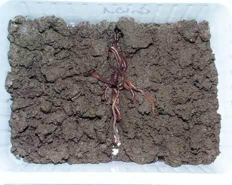 Earthworm Avoidance Test Guideline: Species: