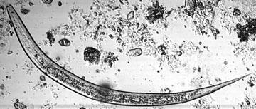Caenorhabditis elegans chov a test ASTM: E2172-01 Standard Guide for Conducting Laboratory Soil Toxicity