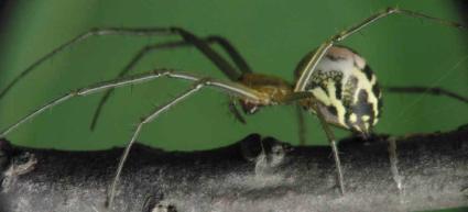 Noxious Animals and Plants) - připravila cca 30 testů v 3 stupňovém schématu hodnocení rizik