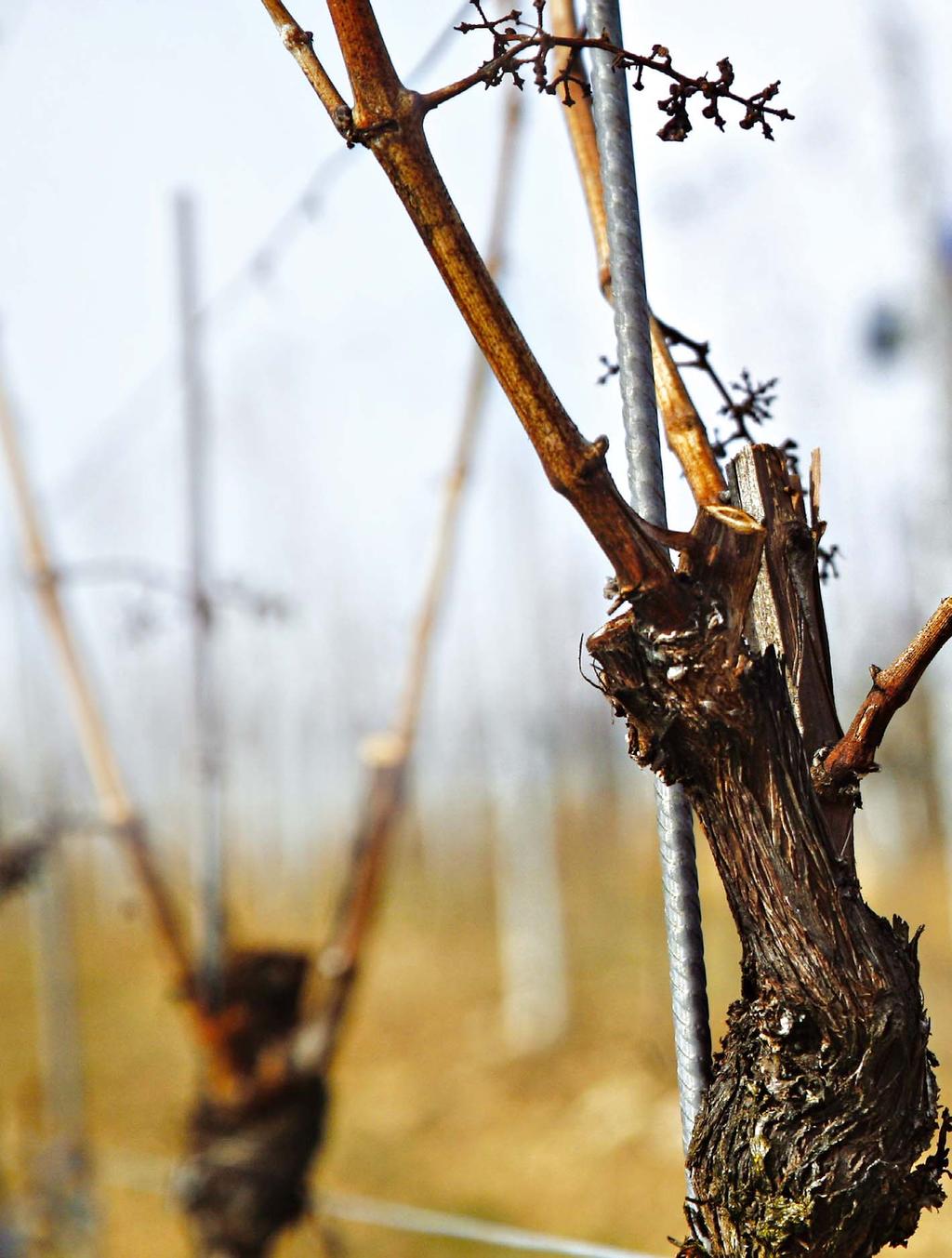 PROČ MULČOVAT? Mulčování ve vinicích a sadech s sebou přináší řadu výhod. Jedná se o pomoc se snižováním počtu plevelů, chorob a škůdců.