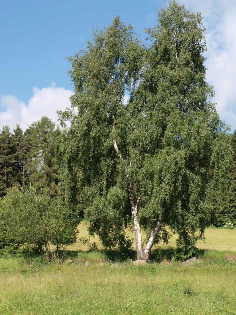 ČESKÝ HYDROMETEOROLOGICKÝ ÚSTAV NÁVOD PRO ČINNOST FENOLOGICKÝCH