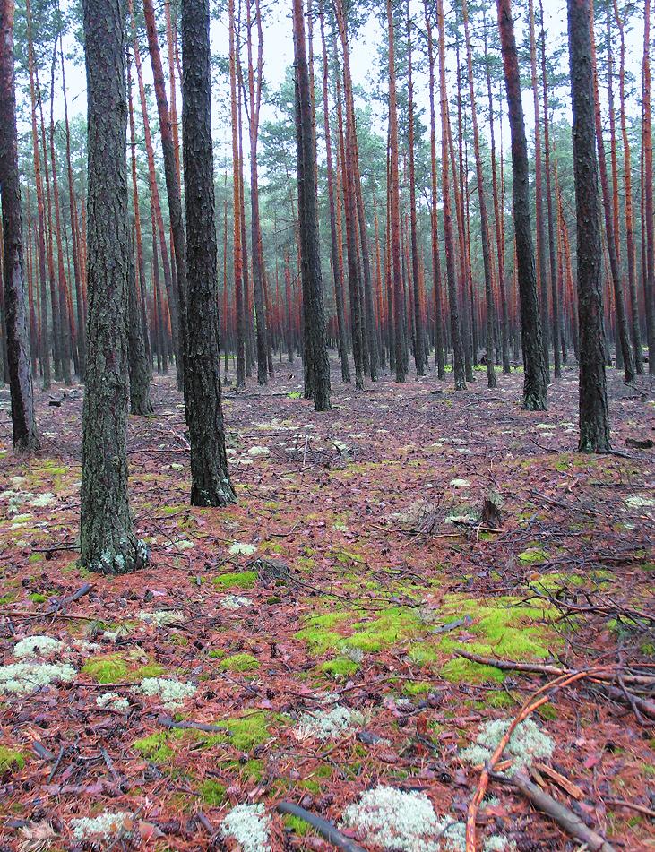 Vegetace_Vegetace 11.10.13 10:16 Stránka 392 Boreokontinentální jehličnaté lesy (Vaccinio-Piceetea) nia arbuscula pokr. > 10 % AND Cladonia rangiferina s. l. pokr. > 5 %)) NOT skup.