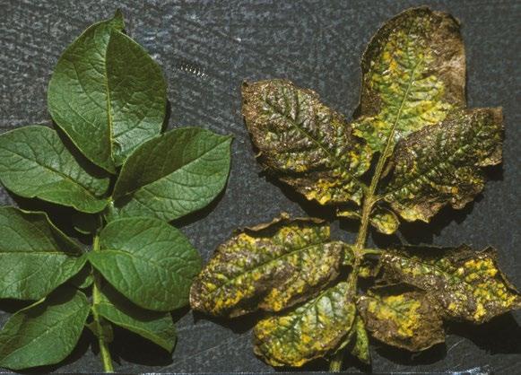 Brambory Význam makro- a mikroživin ve výživě brambor a příznaky jejich nedostatku.