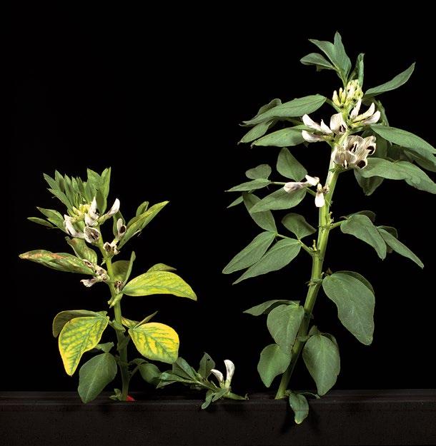 26 Příznaky nedostatku draslíku na listech sóji Hořčík má výrazný vliv na dusíkatý metabolismus. U bobovitých (Fabaceae), hraje významnou roli při fixaci vzdušného dusíku N 2.