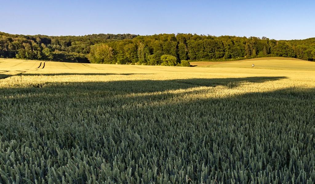 Hnojení a výživa rostlin v ekologickém zemědělství Pro správné uplatnění výživy a hnojení rostlin na ekofarmě je podstatné si uvědomit, jak probíhá koloběh živin.