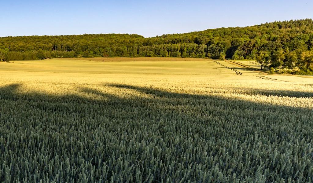 Draslík (K) Zdrojem draslíku jsou přírodní soli draslíku chloridy, sírany a jejich směsi (sylvinity, kainit, karnalit, polyhalit).