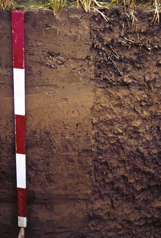 draslík Hořčík v půdě Hořčík je v půdě obsažen ve velmi rozdílných koncentracích a v různých formách.
