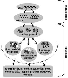 Obrázek 1: Souhrnná anl za genové exprese. Obrázek 2: Typick 2-DE gel celobunûãného lyzátu my í bunûãné linie A5.