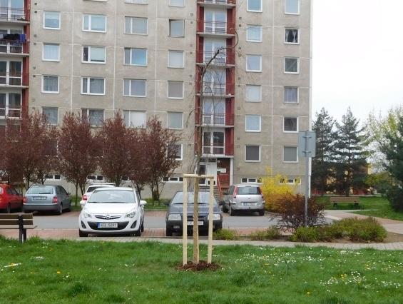 4) V ulici Erno Košťála za bytovým domem čp. 962 963 byl vysazen 1 ks buk lesní s převislou korunou. Jedná se o nízký opadavý strom s převislou korunou.