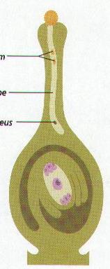 Osservazioni microscopiche sopra varie piante (Mondena 1823) Carl Wilhelm