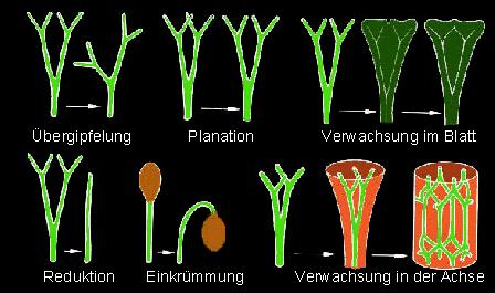Paleobotanické přístupy (od 1. pol. 20. stol.) Skot Robert Kidston a Brit William Henry Lang během 1.