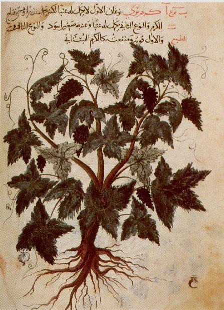 Dioskoridova De materia medica 6.