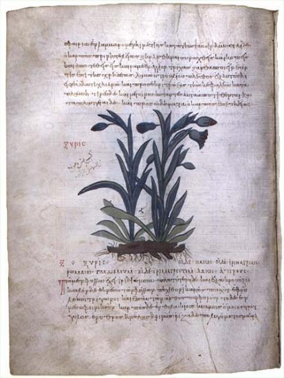 materia medica 14.