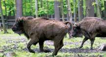 49 Beskidy (Beskid Śląski, Beskid Żywiecki, Beskid Mały) Beskidy to jeden z najbardziej atrakcyjnych regionów turystycznych.