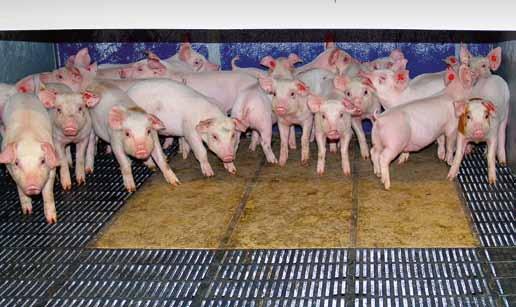 rozhovor Mezi šéfy zemědělských firem jsou většinou lidé, kteří od dětství vyrůstali na farmě. Máte jako šéf skupiny firem, které se v Agrofertu věnují chovu prasat, podobnou zkušenost?