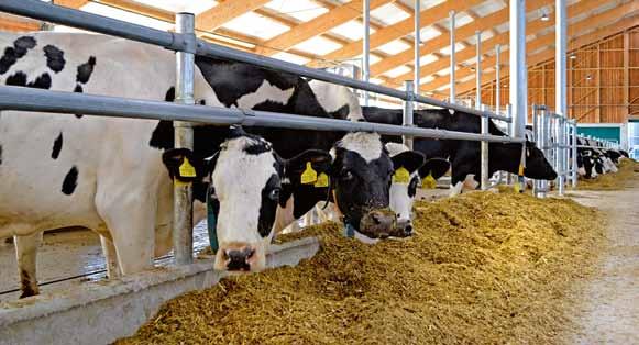 události Modernizace v Agro Jevišovice vyšší produktivita, nižší náklady V době, kdy mnohé české podniky stáda skotu redukují nebo úplně ruší, jde firma Agro Jevišovice proti proudu.