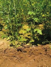 Současně kořeny meziplodin vytahují z hlubších vrstev málo pohyblivé prvky k povrchu, kde jsou během přirozeného rozkladu organické hmoty znovu vráceny do půdy pro využití následnou plodinou.