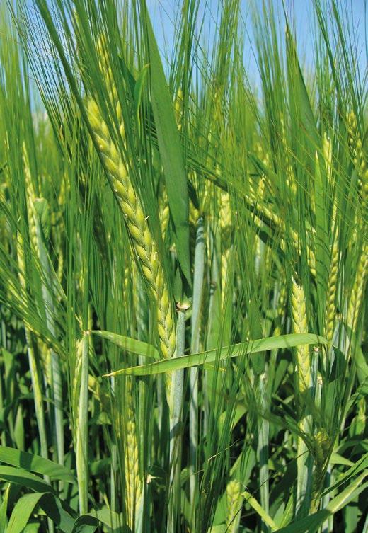 Odrůda má velmi vysoký výnos zrna ve všech zemědělských výrobních oblastech, výnos je tvořen vyšším BENTE Středně raná až raná nesladovnická odrůda registrovaná v ČR v roce 2018, udržovatel NORDSAAT