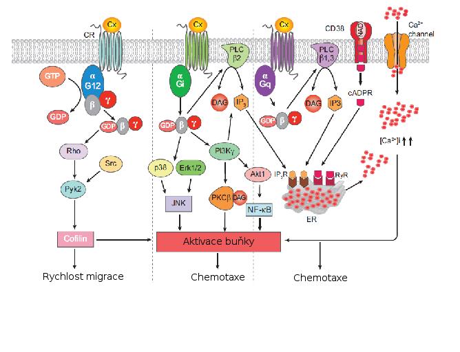 na této dráze, neboť migrace nebyla ovlivněna použitím inhibitorů PI3K (wortmannin a Ly294002) (Scandella et al., 2004).